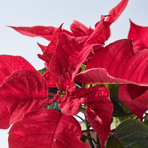 POINSETTIA 盆栽植物