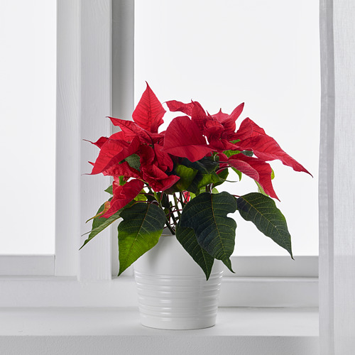 POINSETTIA 盆栽植物