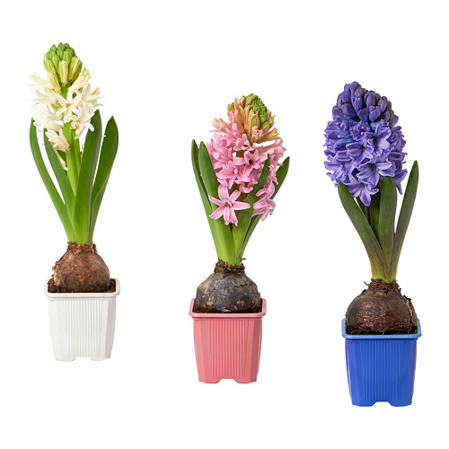 HYACINTHUS 盆栽植物