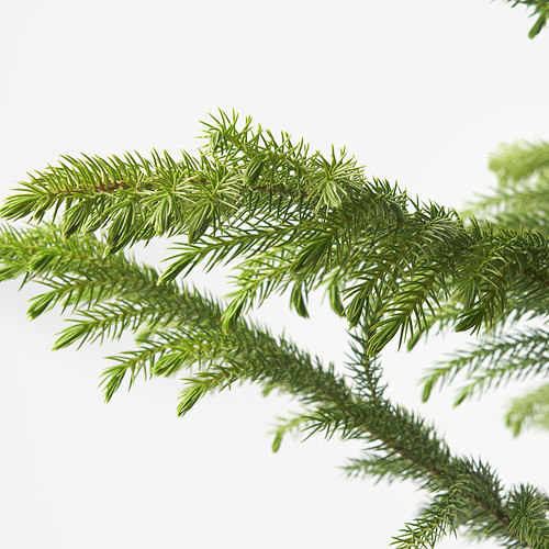 ARAUCARIA potted plant