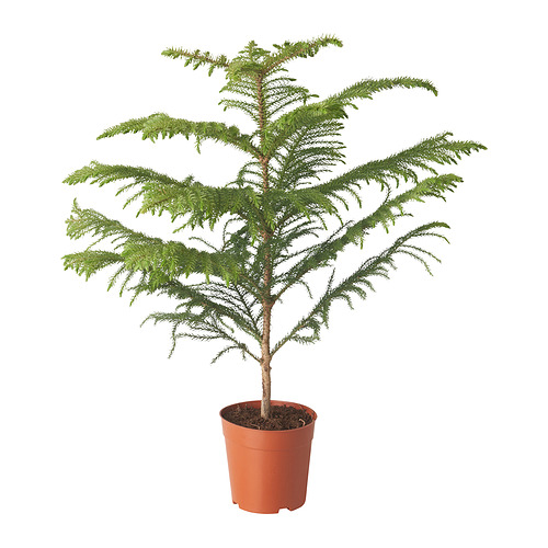 ARAUCARIA 盆栽植物