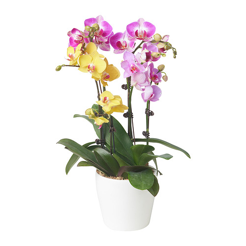 PHALAENOPSIS 盆栽植物