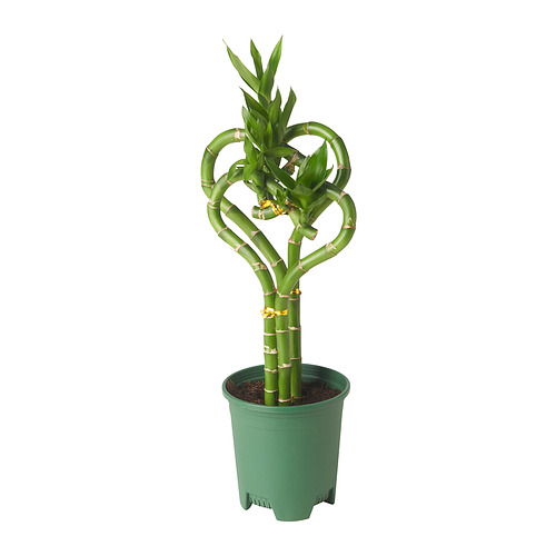 DRACAENA LUCKY BAMBOO potted plant