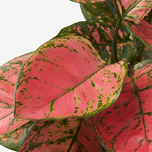 AGLAONEMA potted plant