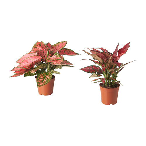 AGLAONEMA 盆栽植物