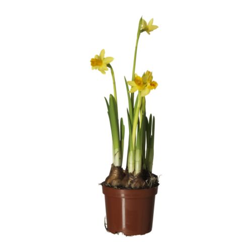 NARCISSUS potted plant