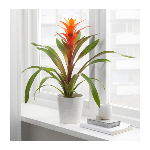 GUZMANIA 盆栽植物