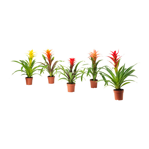 GUZMANIA 盆栽植物