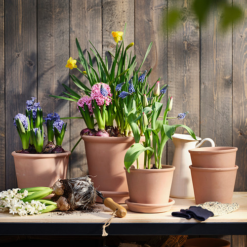 NARCISSUS potted plant