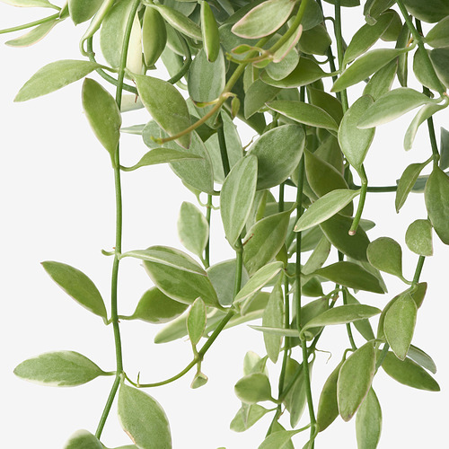 BLADVERK hanging plant