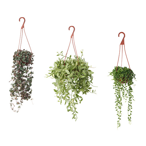 BLADVERK hanging plant