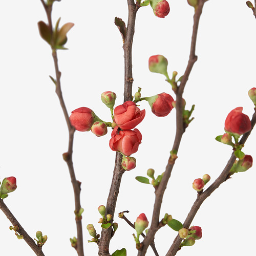 CHAENOMELES JAPONICA 盆栽植物