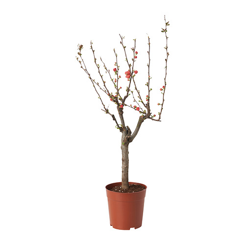 CHAENOMELES JAPONICA 盆栽植物