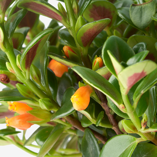 NEMATANTHUS GREGARIUS potted plant