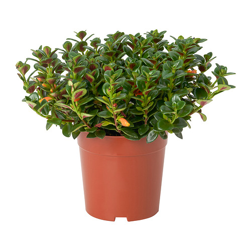 NEMATANTHUS GREGARIUS potted plant