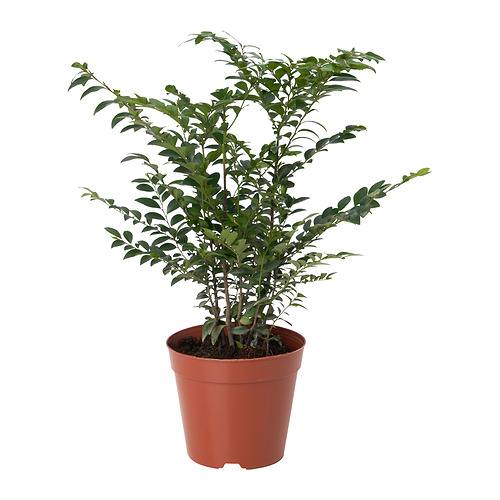 PTEROCARPUS INDICUS potted plant