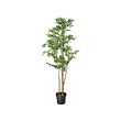 FEJKA - artificial potted plant, in/outdoor hanging/eucalyptus, 9 cm ...