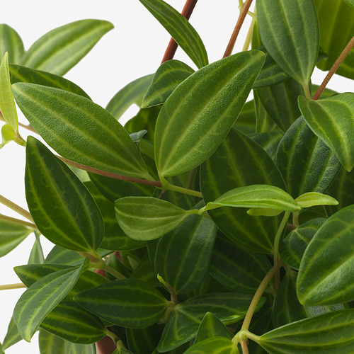 PEPEROMIA TETRAGONA 懸掛植物