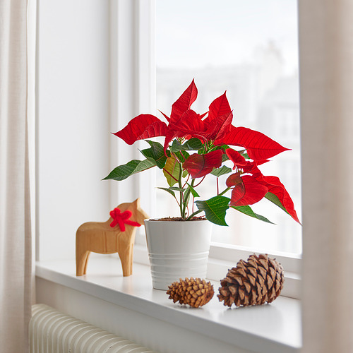 POINSETTIA potted plant