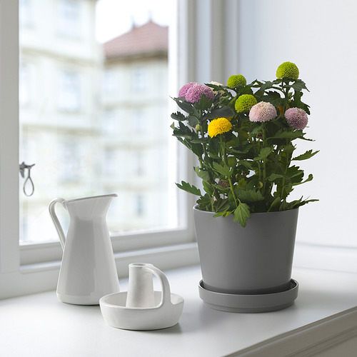 CHRYSANTHEMUM potted plant