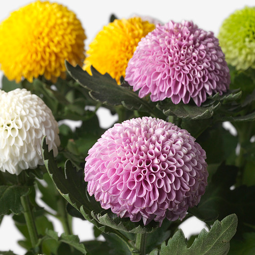 CHRYSANTHEMUM potted plant