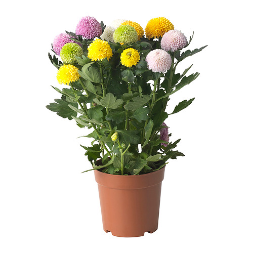 CHRYSANTHEMUM potted plant