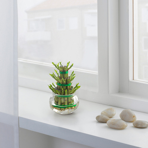 DRACAENA - plant, Lucky bamboo arrangement, 9 cm | IKEA Hong Kong and Macau