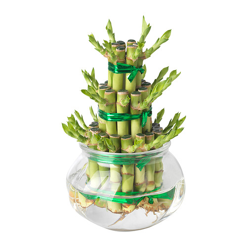 DRACAENA - plant, Lucky bamboo arrangement, 9 cm | IKEA Hong Kong and Macau