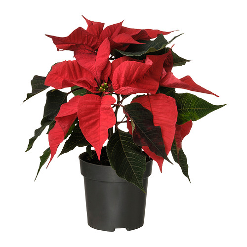 POINSETTIA 盆栽植物